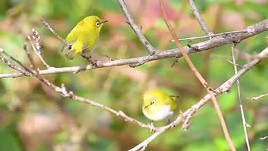 小鸟黄色麻雀动物春天视频的预览图